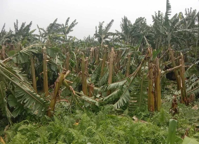 हावाहुरीले केराखेतीमा ५० लाख बराबरको क्षति