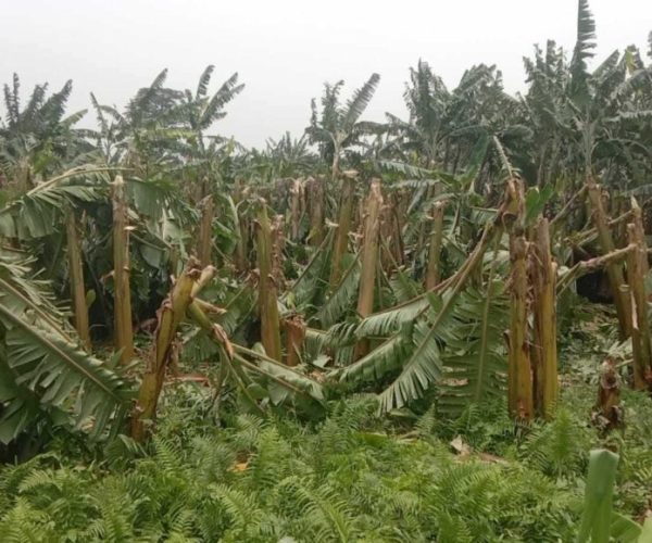 हावाहुरीले केराखेतीमा ५० लाख बराबरको क्षति