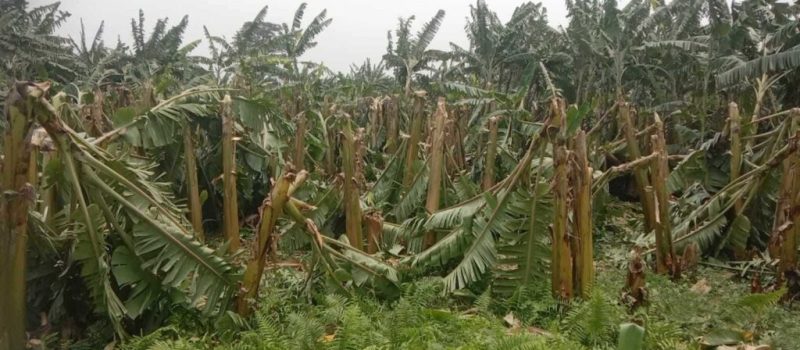 हावाहुरीले केराखेतीमा ५० लाख बराबरको क्षति